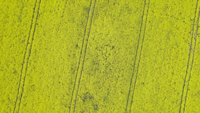 Rapeseed field filming from drone.
