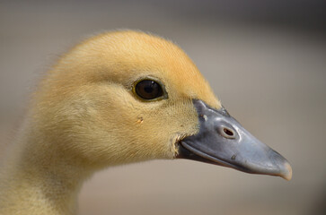 Closeup and profile of a beautiful and tender baby duckling