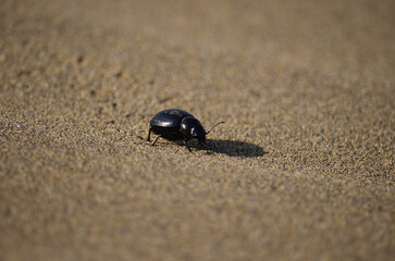 Small black beetle in the foreground and walking on the sand