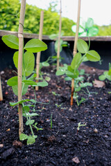 young sweet pea seedling plants growing on black soil