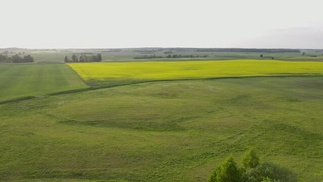 Rapeseed field
