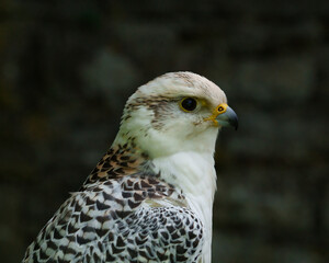 Falke