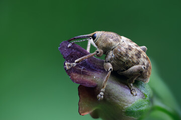 Adern-Eichelbohrer - Curculio venosus © Paul.E