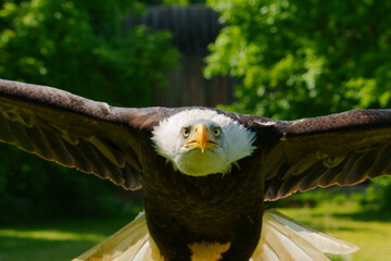 Weißkopfseeadler