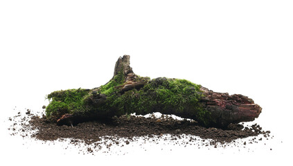 Fototapeta na wymiar Fresh green moss on rotten branch and dirt isolated on white, side view, clipping path