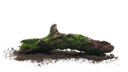 Fresh green moss on rotten branch and dirt isolated on white, side view, clipping path