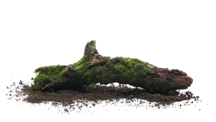 Foto auf Acrylglas Antireflex Fresh green moss on rotten branch and dirt isolated on white, side view, clipping path © dule964