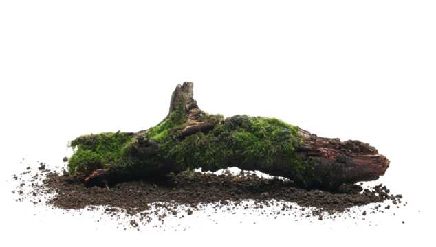 Fresh green moss on rotten branch and dirt isolated on white, side view, clipping path