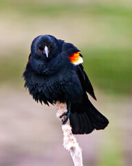 Red-Winged Blackbird Photo and Image.   Blackbird male close-up front view, perched on a cattail with colourful background with feathers fluffed and fan tail.