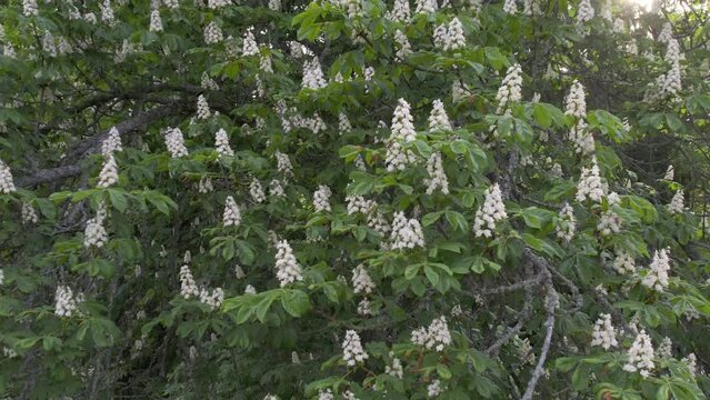 Video of blossoming white chestnut tree
