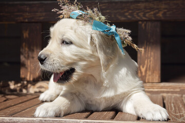 golden retriever puppy  in a rustic style with wreath on the head