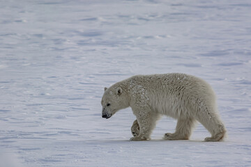 Fototapeta premium A polar bear walks among the Arctic ice. He sniffs the air and goes in search of prey.Winter day on the Yamal Peninsula