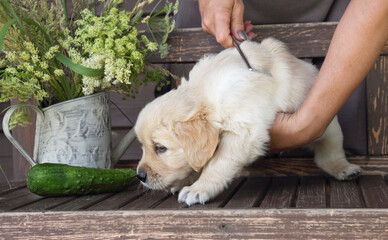 golden retriever puppy  in a rustic style. The owner brushing the puppy.