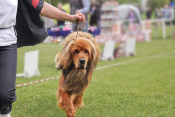 tibetan mastiff performs in the ring at the dog show