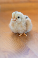 baby chicken on the ground