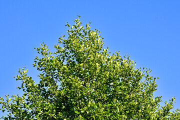 Alder tree