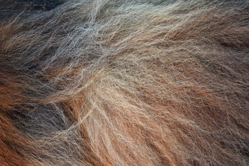 Tibetan mastiff fur background