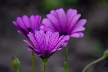 Obraz premium purple flower in the garden