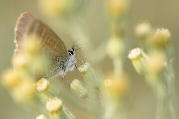 Papillon dans la nature