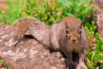 Naklejka na ściany i meble Curious california ground squirrel standing on back legs