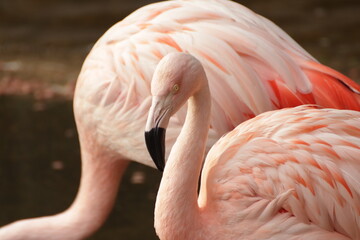 Fototapeta premium Flamencos rosas