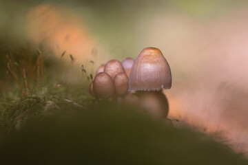 Famille de champignon dans la Montagne Noire