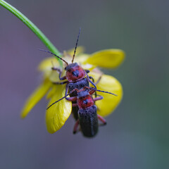 Love nature