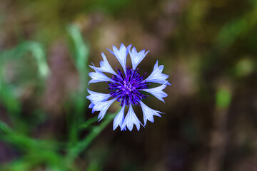 fiore