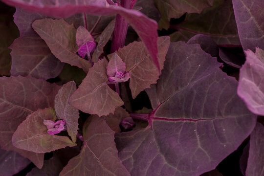 Fresh purple Garden Orache, Atriplex hortensis or French spinach, loboda