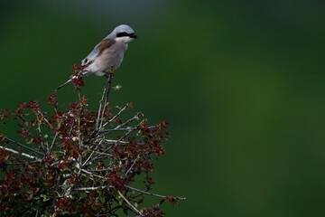 Red-backed Shrike - male // Neuntöter - Männchen (Lanius collurio) - Greece