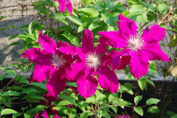 Clematis