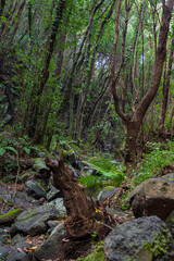 Flora and Fauna of La Palma in the Canary Islands - The amazing plants and environment of the most volcanic Island in the Canaries