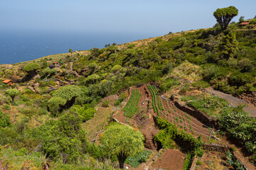 West coast of La Palma in the Canary Islands - Farmland and Dragon blood trees descending onto...