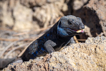 Blue throated lizard on the Island if La Palma in the Canary Islands