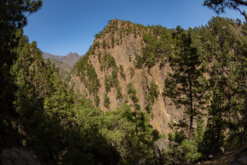 Flora and Fauna of La Palma in the Canary Islands - The amazing plants and environment of the most volcanic Island in the Canaries