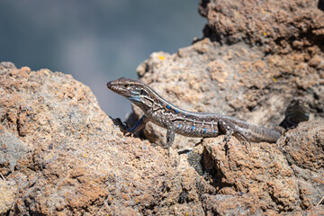 Blue throated lizard on the Island if La Palma in the Canary Islands