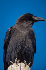 Raven at the top of La Palma in the Canary Islands