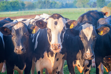 Young heifer holstein cows in early moring sunlight on the dairy farm