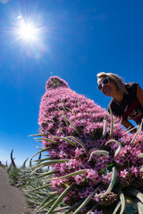 Female hiker with large purple Echium wildpretii in La Palma during springtime- Canary islands