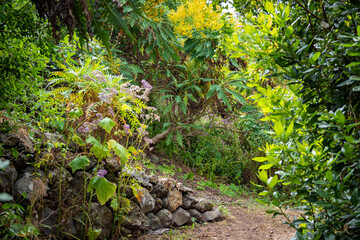 Obraz premium Blue throated lizard on the Island if La Palma in the Canary Islands