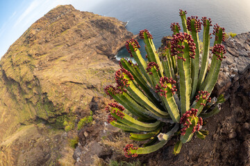 Canary Islands - Flowers blooming during springtime in the Canaries
