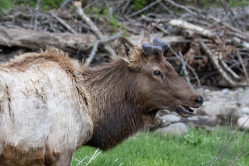 bull elk closeup of its antlers growing back covered in velvet