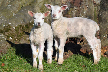 Two new spring lambs standing by a tree in a field.