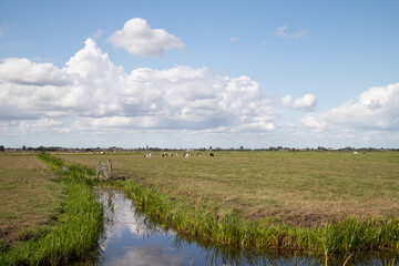 Fototapeta na wymiar Rural landscape with grazing cows in the meadow and the village of Eemnes in the background.