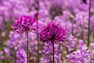 Giant allium flower heads in sunshine