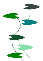 leaf and water drops isolated on white background