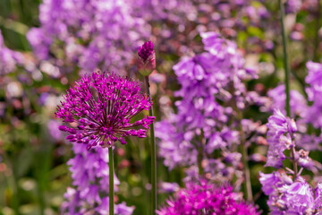 Giant allium flower heads in sunshine