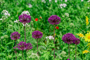 Giant allium flower heads in sunshine