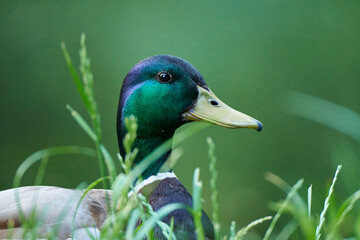 A Mallard duck hidden in the grass