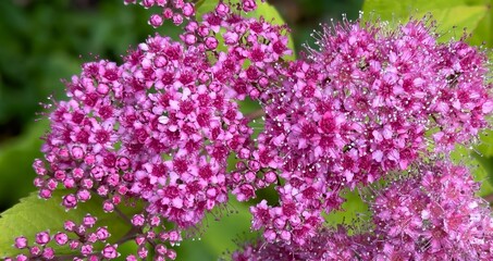 A Japanese spirea blooming flower in a garden in Salem Oregon